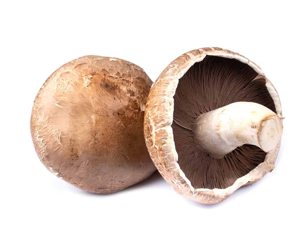Portobello mushrooms isolated on white background
