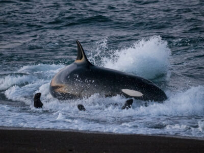 A Why Do Some Orcas Beach Themselves to Hunt?