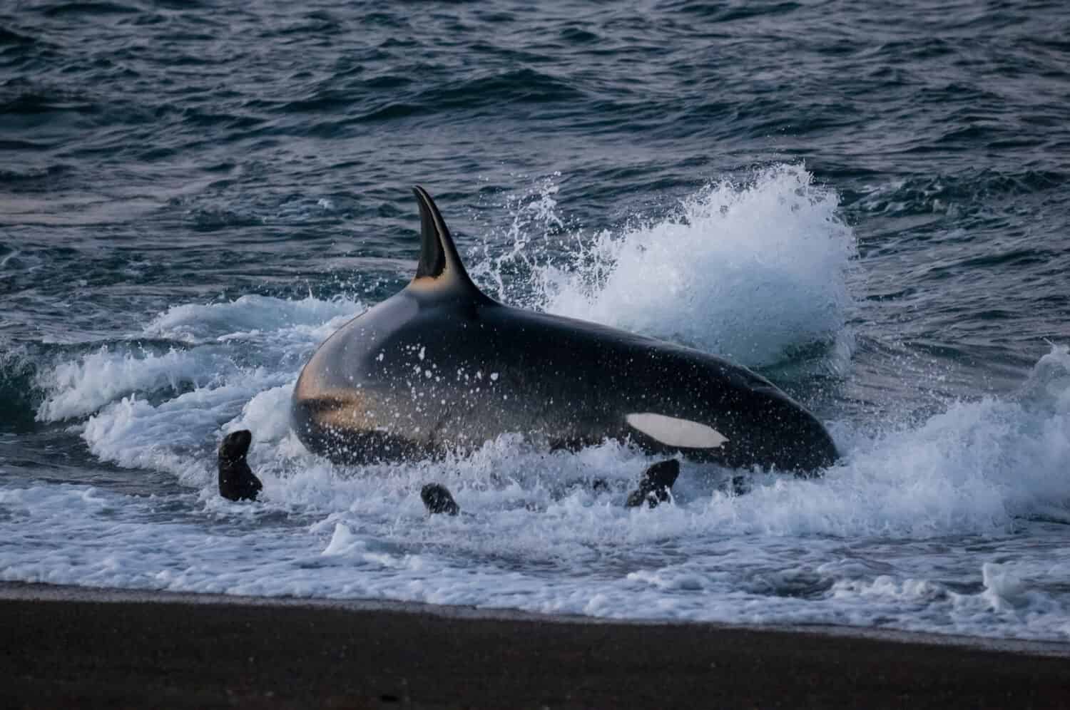 Killer whale hunting sea lions on the patagonian coast, Patagonia, Argentina