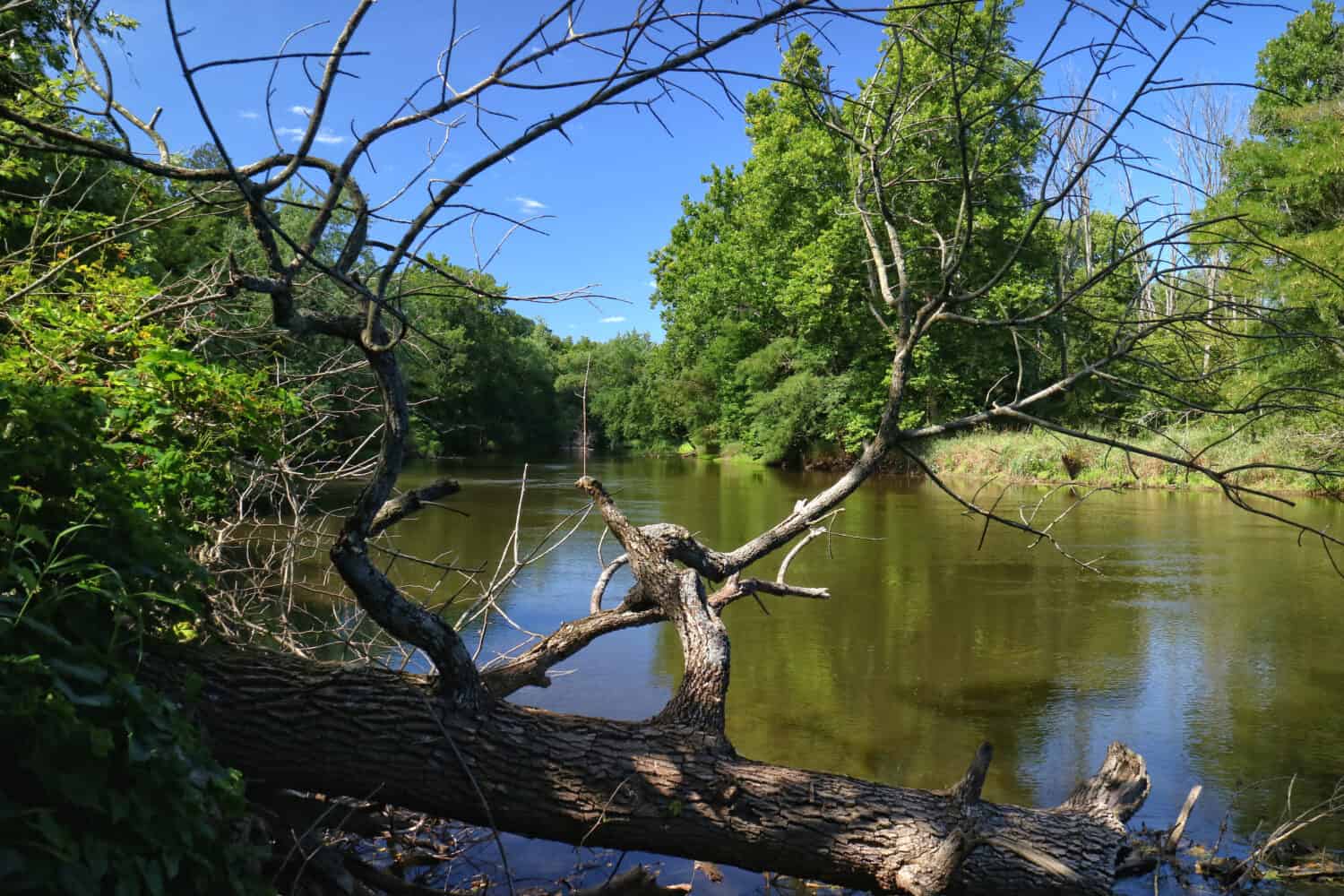 This image looks up the Tippecanoe River, through the branches of a fallen tree, at Tippecanoe River State Park in Indiana.