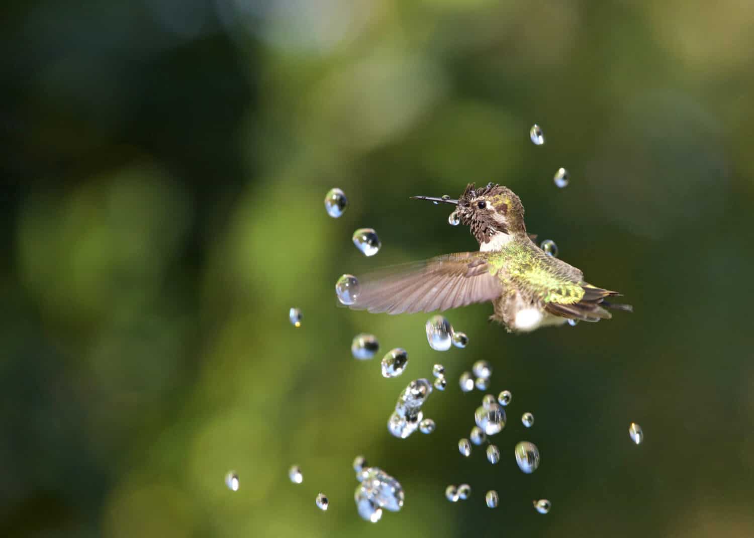 Anna's hummingbird playing in water fountain taking a bath, water shooting straight up with trees in background.