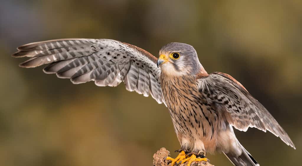 The Largest Eagle on the Planet Had a 10-Foot Wingspan and Could Lift ...