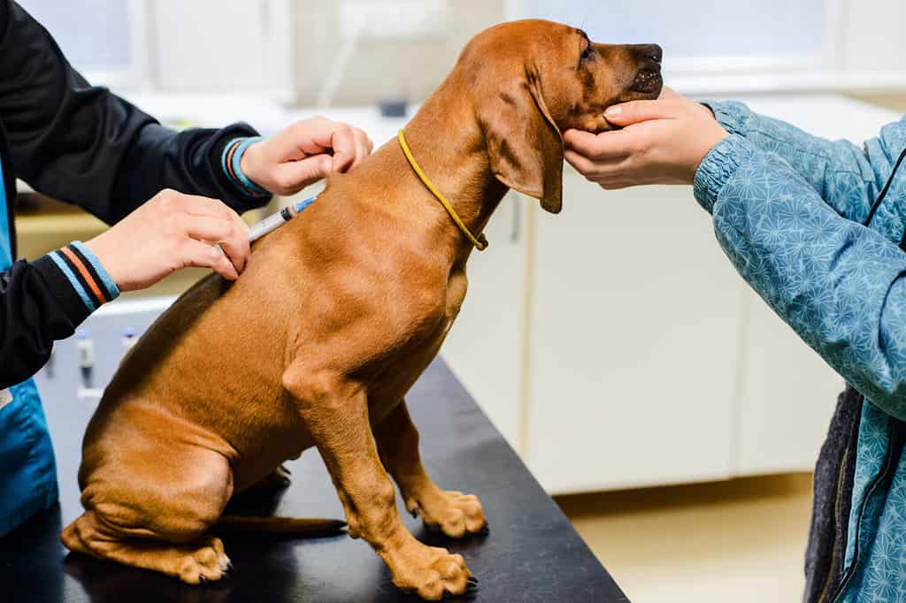 rhodesian ridgeback dog puppy second vaccination in vet clinic, vaccine injection, protection against illnesses