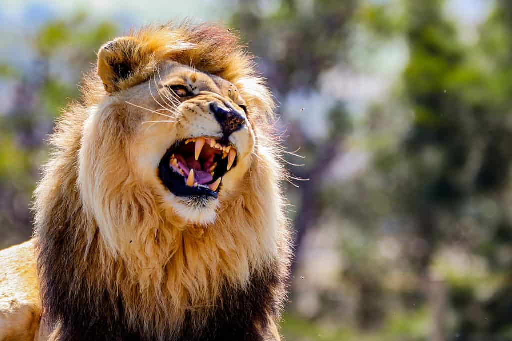 Roaring Male Lion with impressive Mane