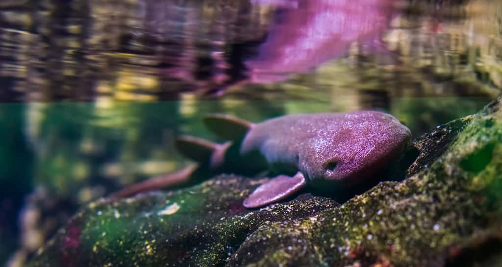 closeup portrait of a short tail nurse shark laying on a rock, carpet shark specie, Vulnerable animal specie from the Indian ocean