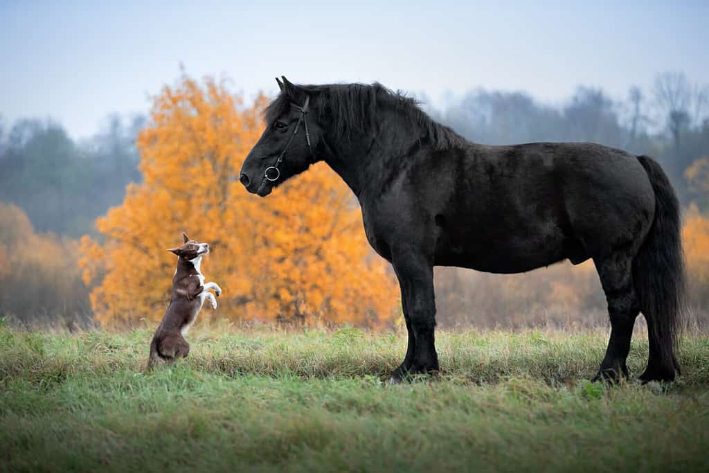 Dog breed Border collie and horse breed Percheron in autumn Park.