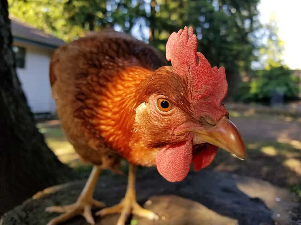 Cinnamon Queen Hen On Tree Stump