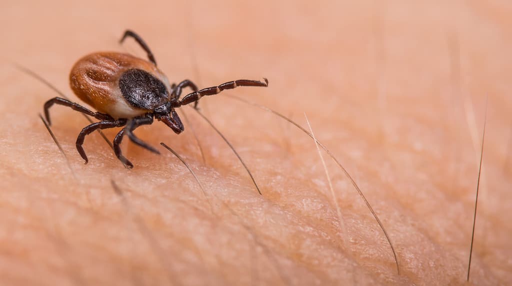 Crawling deer tick on human hairy skin background. Ixodes ricinus or scapularis. Dangerous parasitic mite on blurry pink texture. Disgusting biting insect. Encephalitis infection. Tick-borne diseases.