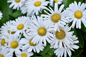Montauk Daisy Plants: Everything You Need to Know Picture