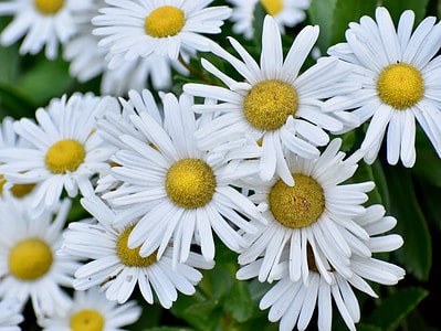 A Montauk Daisy Plants: Everything You Need to Know