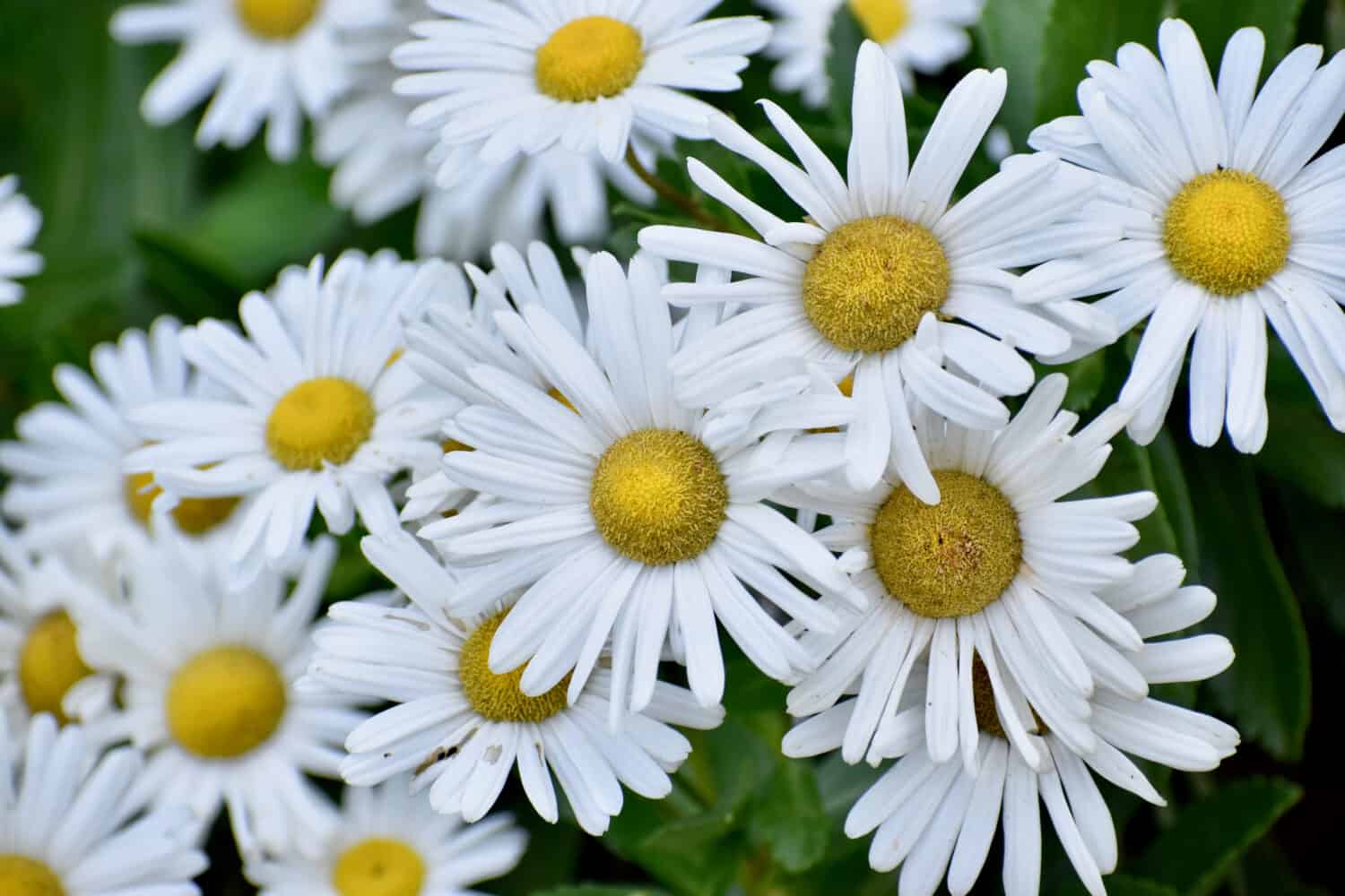 Montauk daisy bush in fall