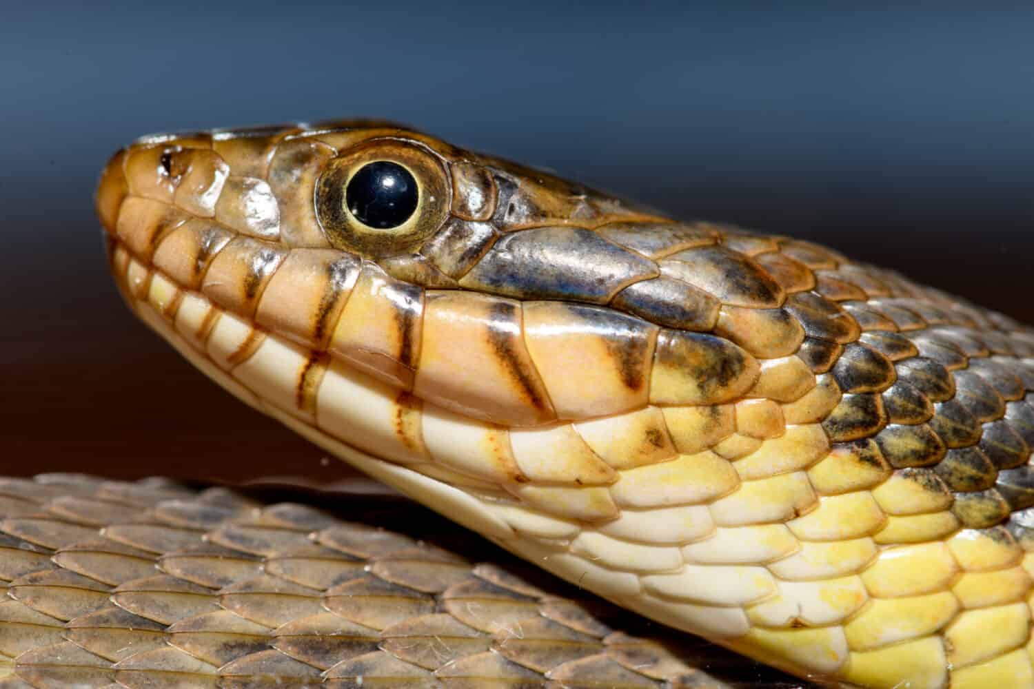 Plain-bellied water snake (Nerodia erythrogaster flavigaster) Coiled close-up of head