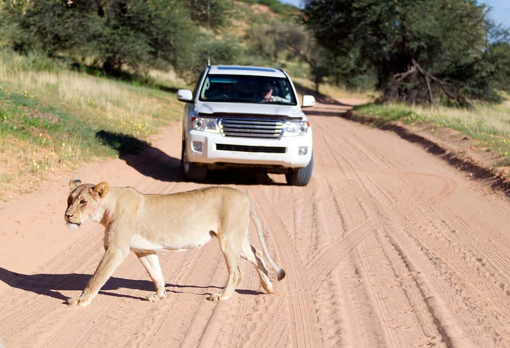 African lion (Panthera leo) - Female, in the gravel road, Kgalagadi Transfrontier Park, Kalahari desert, South Africa.