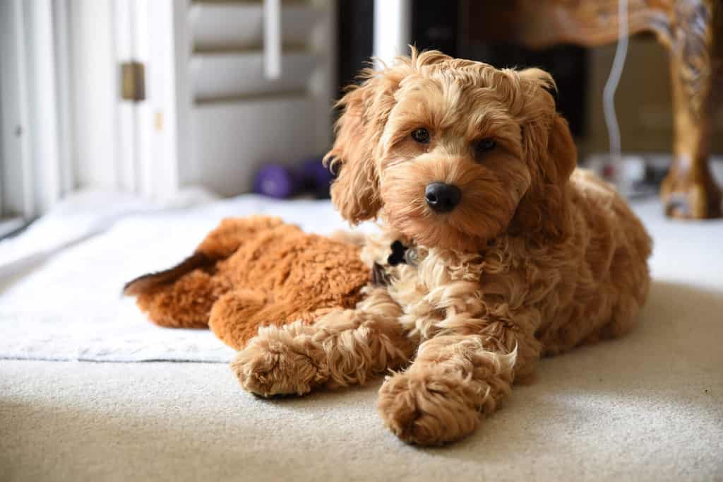 Young, Cute Cockapoo Poodle, Cocker Spaniel Puppy Dog Sitting on Carpet