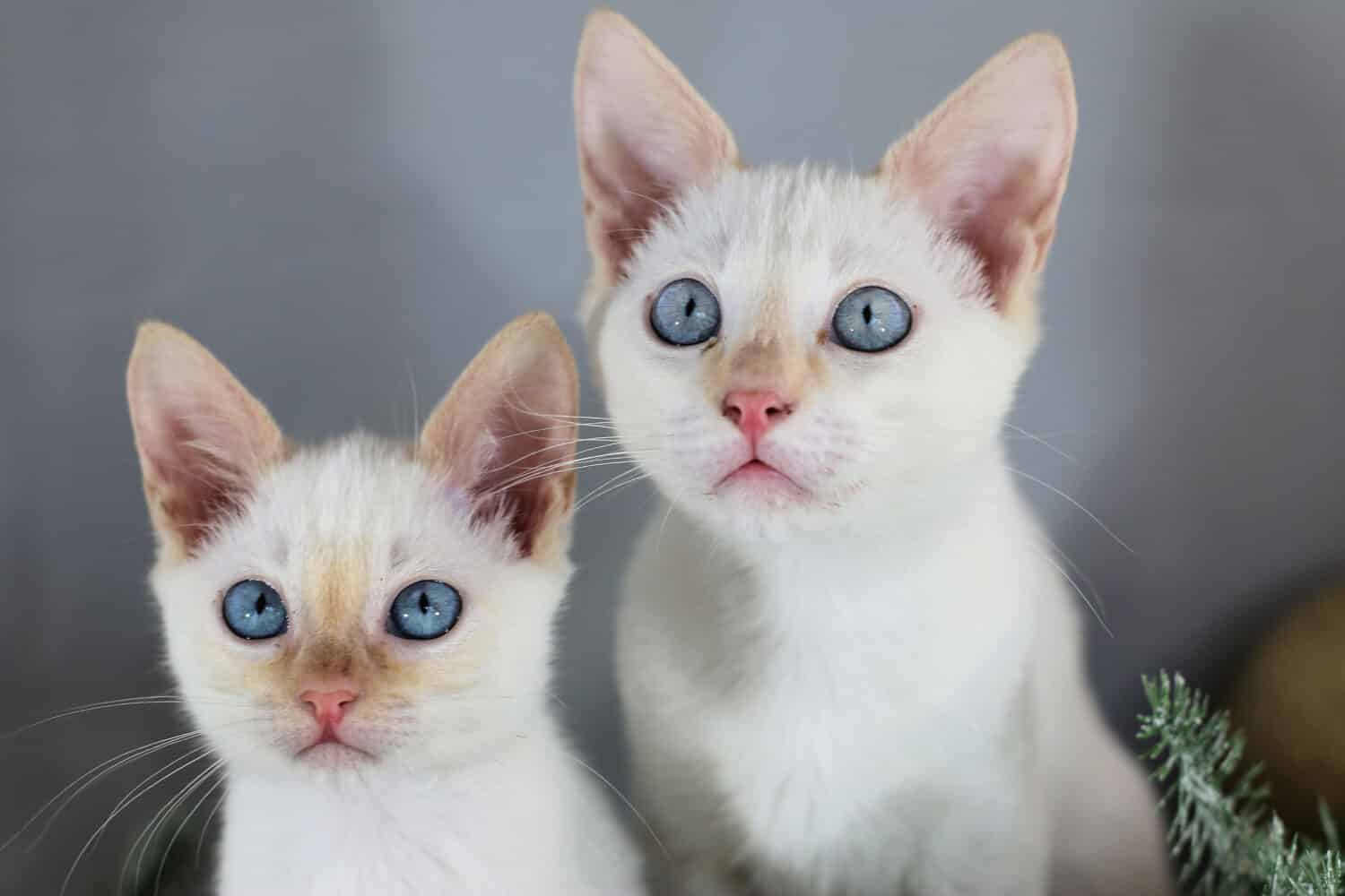 Blue eyed Siamese Flame point Kitten