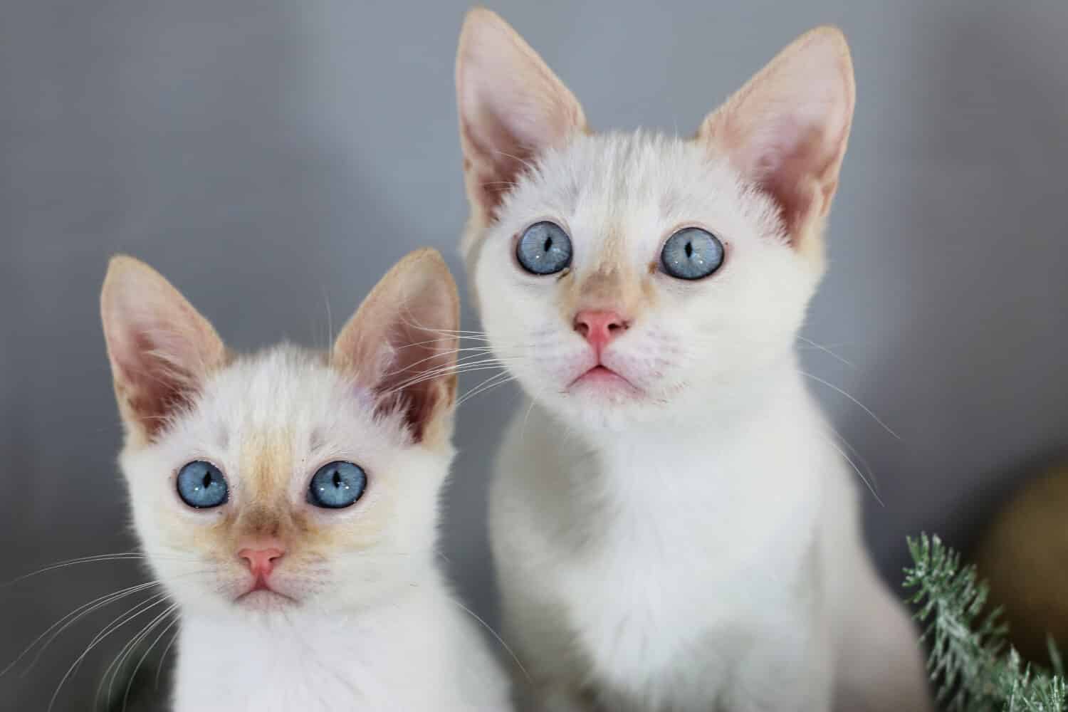 Siamese Cat Colors: Most Common to Rarest - A-Z Animals