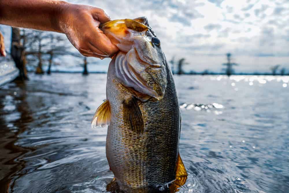 Lifting huge largemouth bass out of lake.