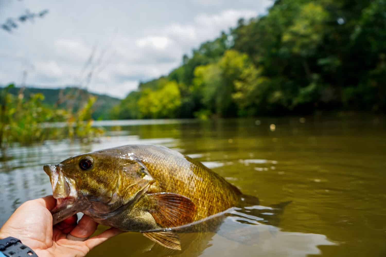 Smallmouth bass in stream Broken Bow  Oklahoma. 