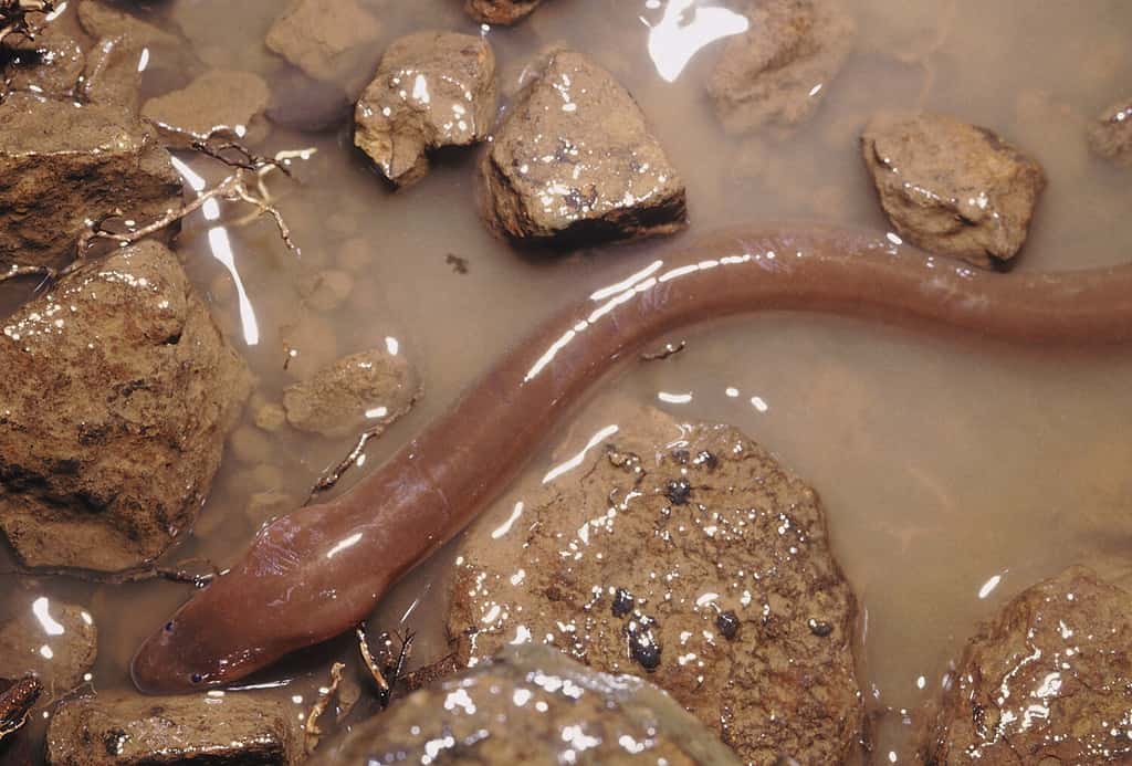 Swamp eel. Amphipnous sp. Swamp eels live in forest streams, paddy fields and small ponds. They are even found on ground during spells of heavy rain.