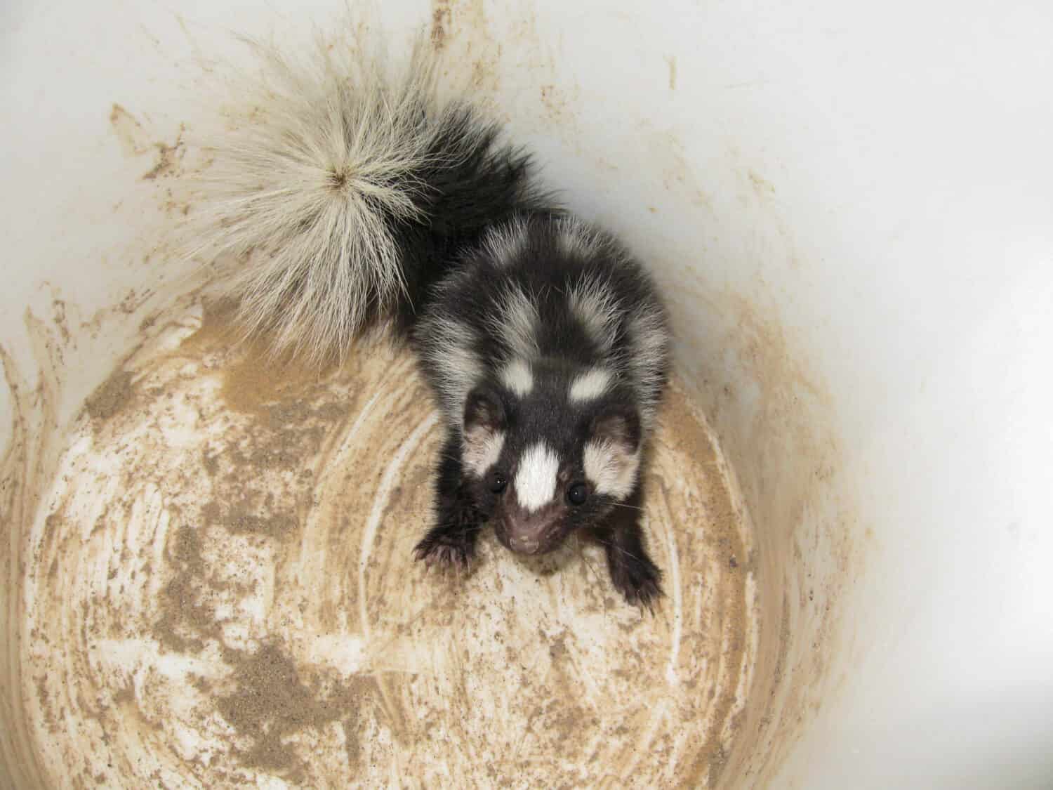A baby Western Spotted Skunk inside a white five gallon bucket.
