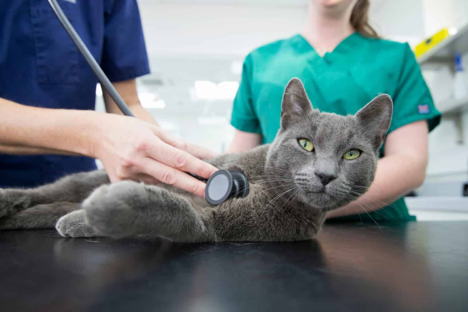 Vet examining pet cat with stethoscope on table in surgery