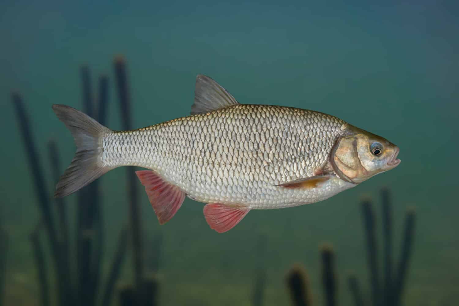 Ide fish isolated on natural underwater background