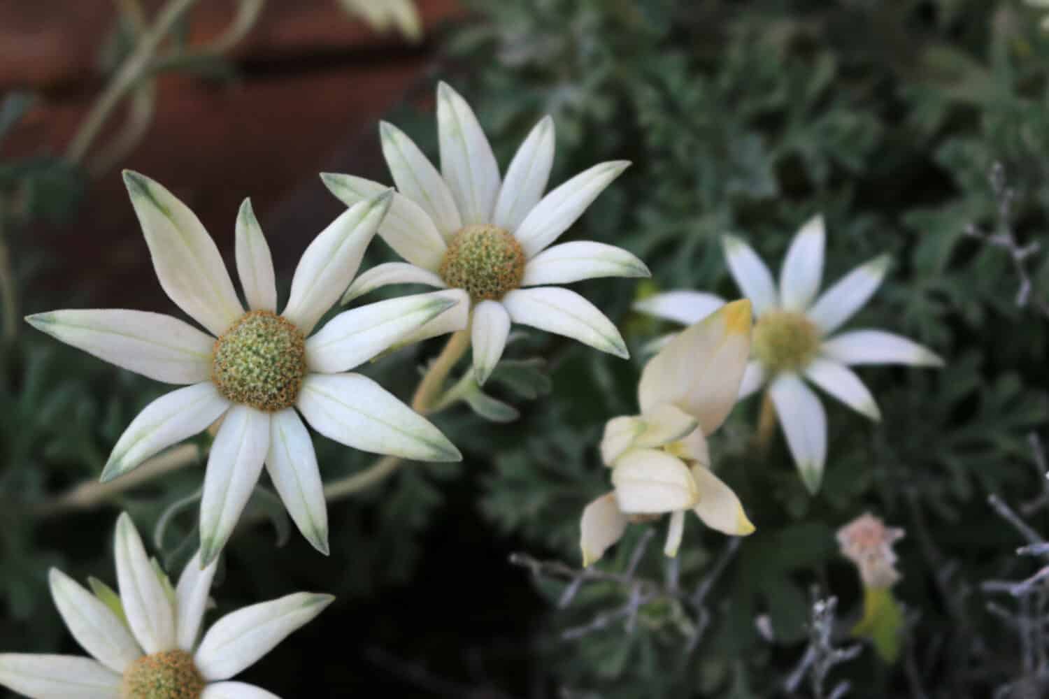 White flowers of Actinotus helianthi called "Flannel flower" blooming in the flowerbed of winter