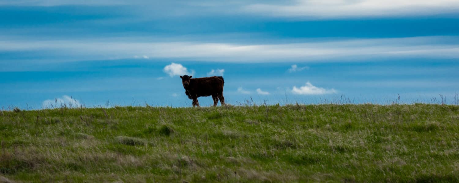 MAY 19, 2019, Standing Rock Indian Reservation, ND, USA -Cow overlooking Missouri River at Standing Rock Indian Reservation, Fort Yates, North Dakota.