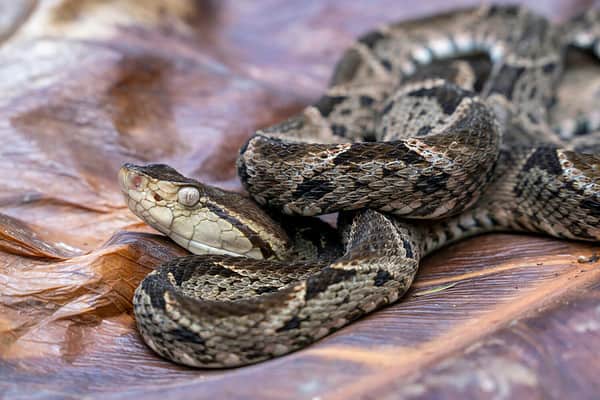 Meet the Deadliest Snake in the Americas - A-Z Animals