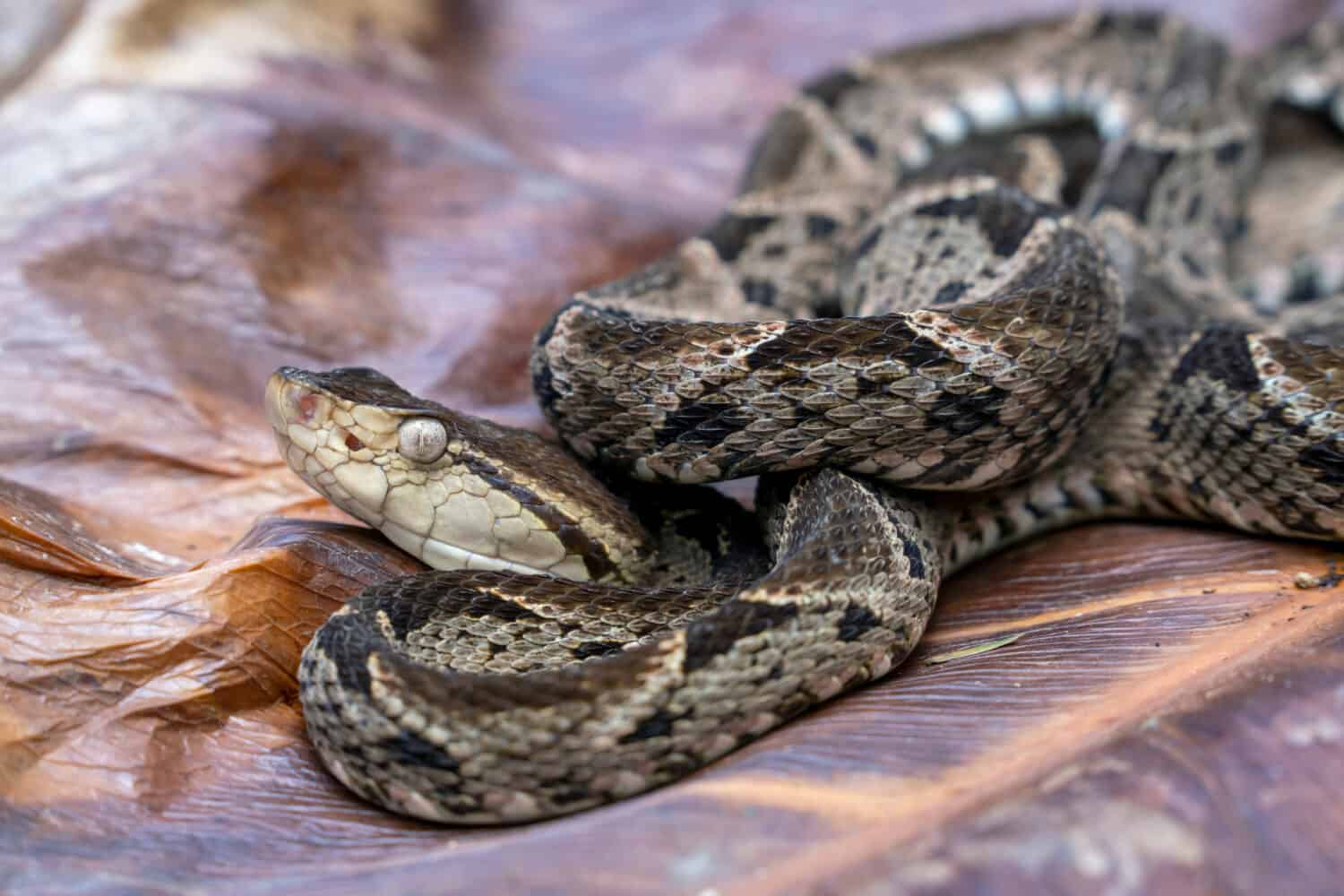 Bothrops asper (family Viperidae) is the most important snake from