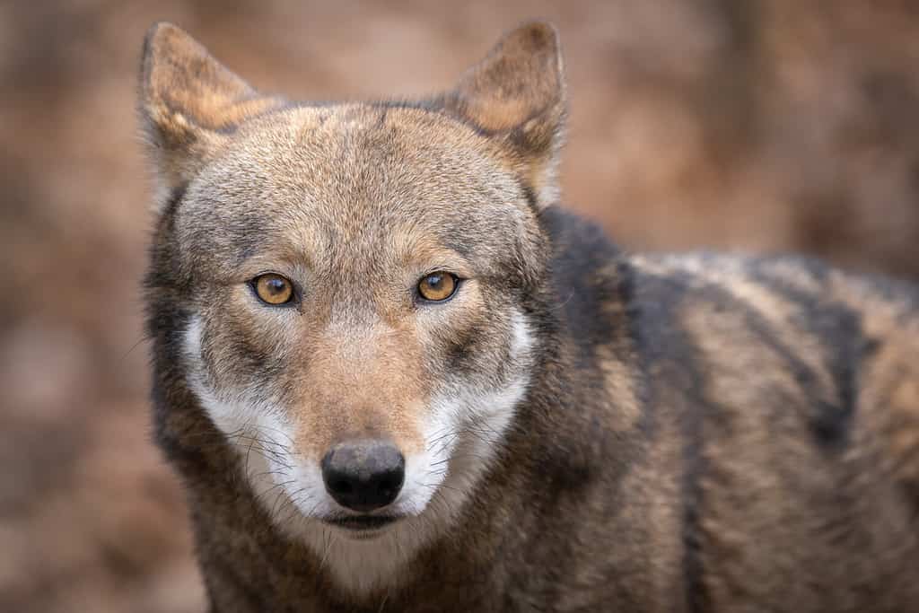 A closeup of a red wolf