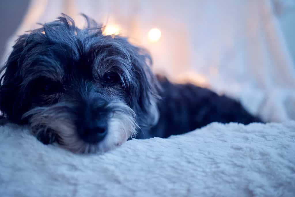 Sweet fluffy grey Maltipoo dog resting on blanket