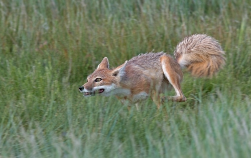 An adult swift fox chasing a rabbit