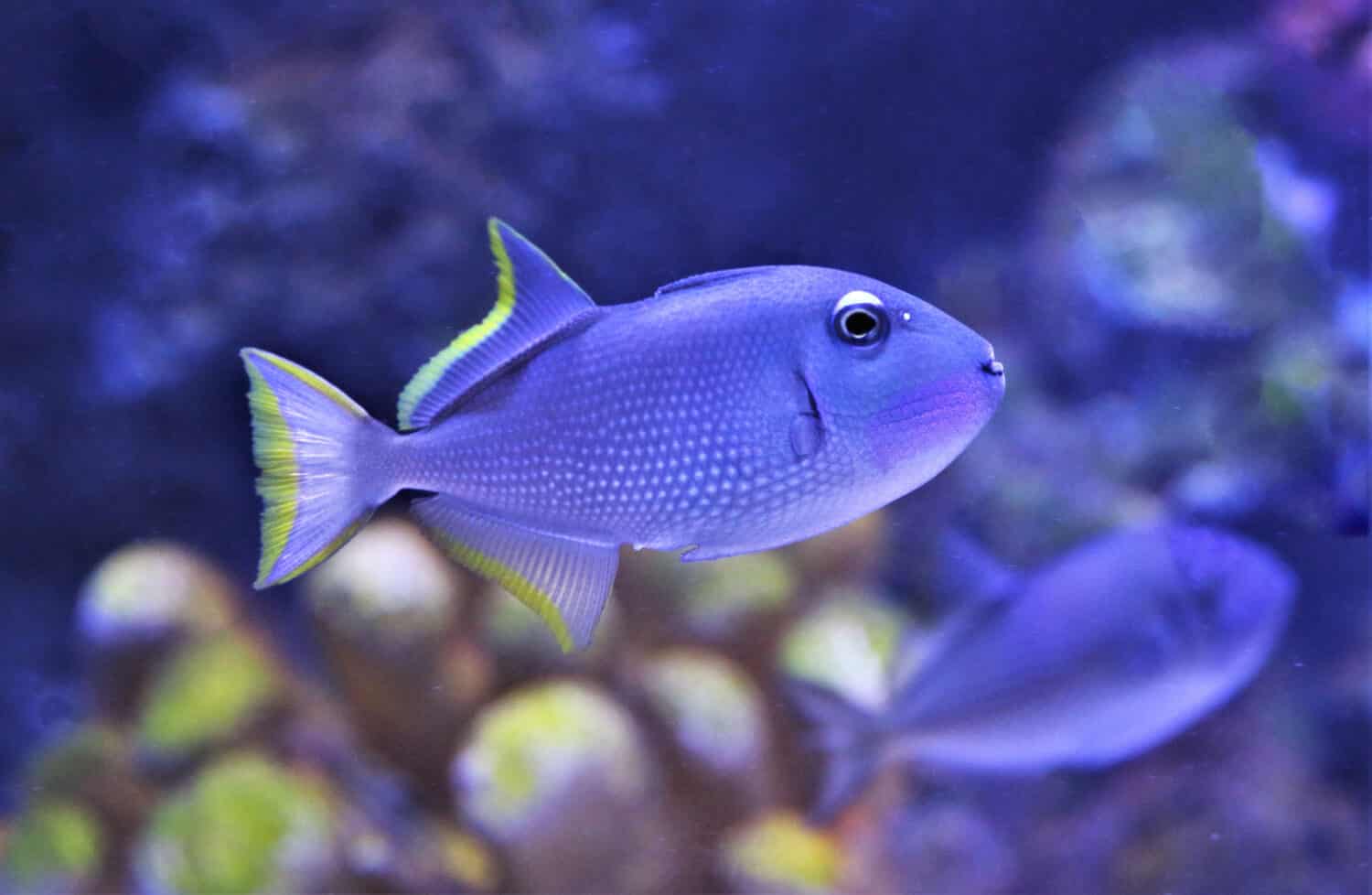 The gilded triggerfish,blue-throated triggerfish (Xanthichthys auromarginatus) is a spotted gray triggerfish, belonging to the family Balistidae. It is swimming in marine aquarium.