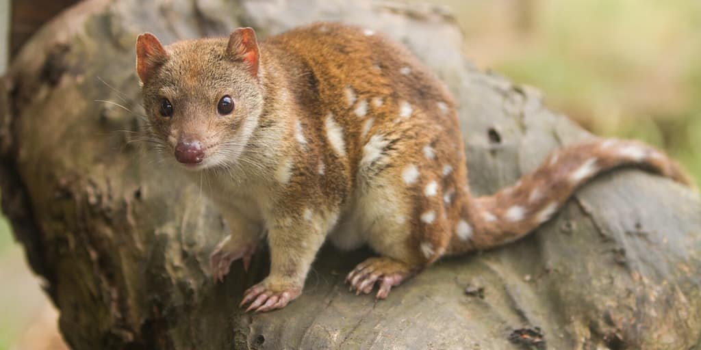 A quoll is a marsupial that carries its young in a pouch for nine weeks.