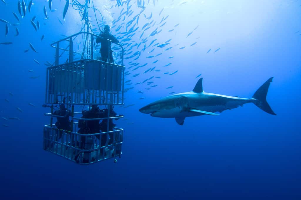 White shark, cage / great white shark swims around the cage