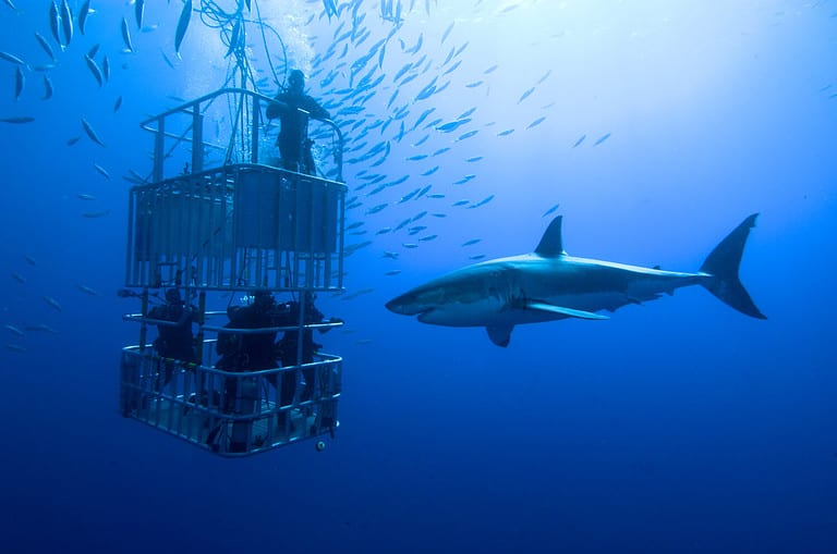 White shark, cage / great white shark swims around the cage