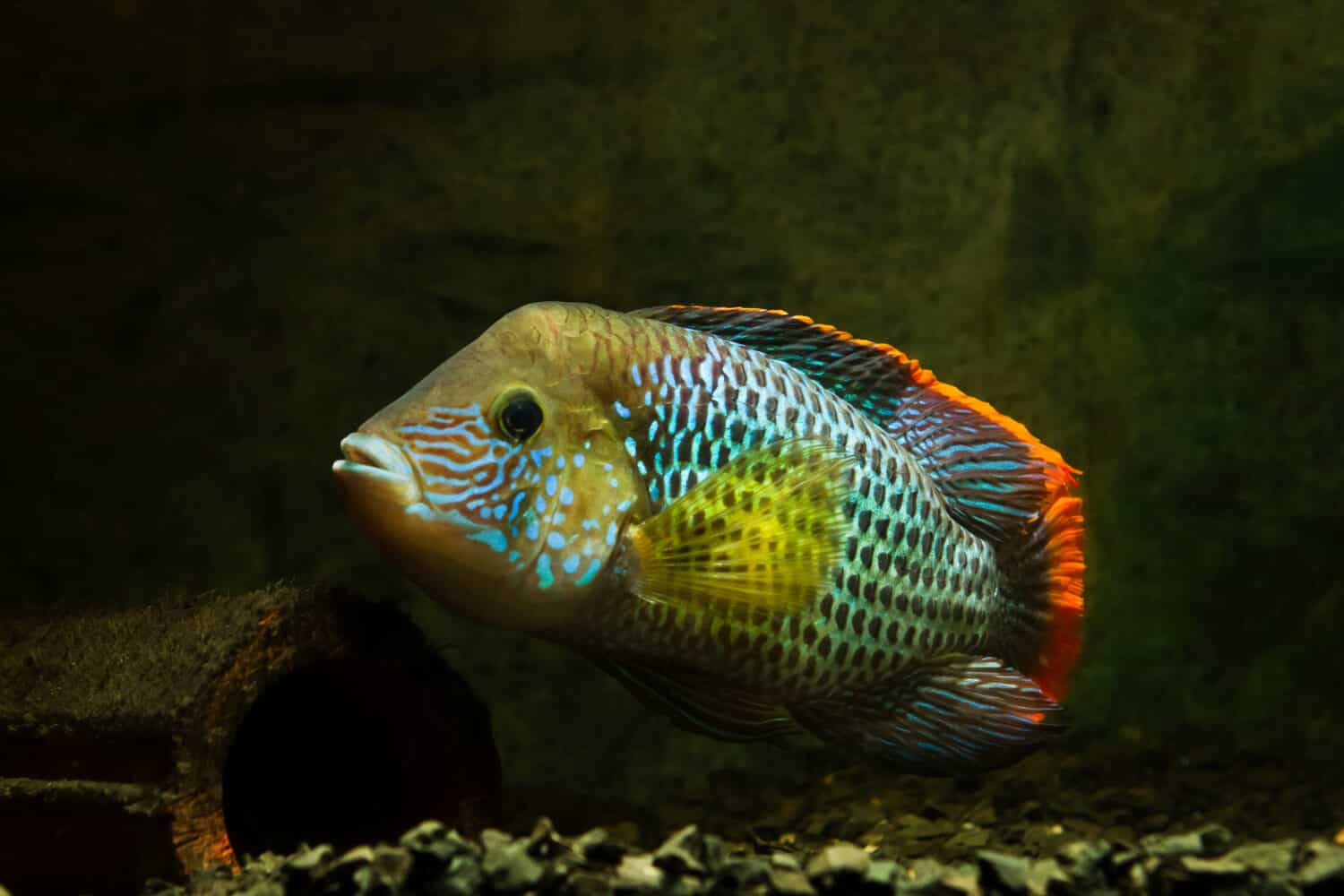 green terror, Andinoacara rivulatus, male in stunning spawning colors, popular domestic ornamental Cichlidae fish, favourite species among aquarists in nature aquarium with no plants