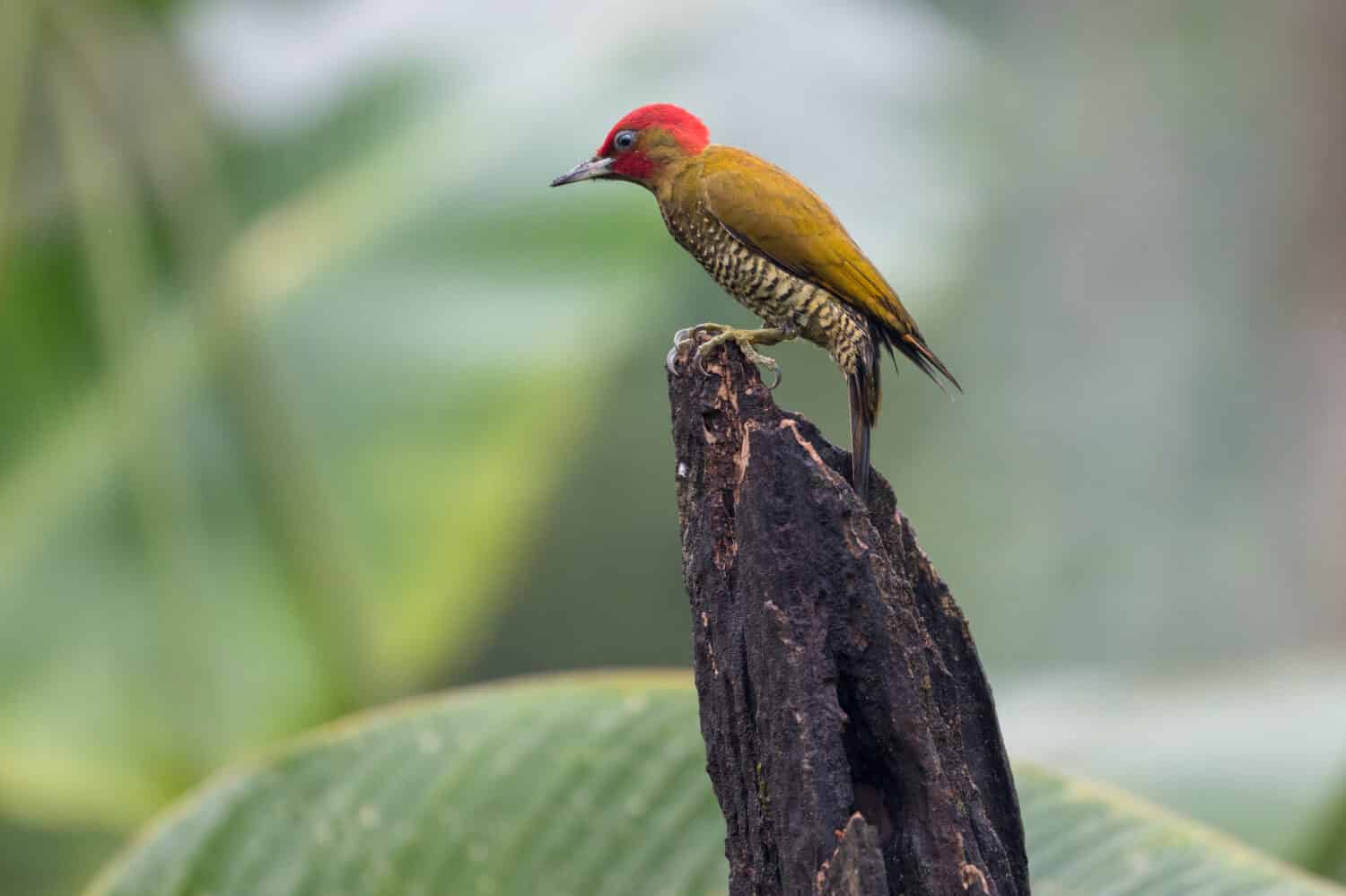 Rufous-winged Woodpecker (Piculus simplex) on a fence post, Costa Rica