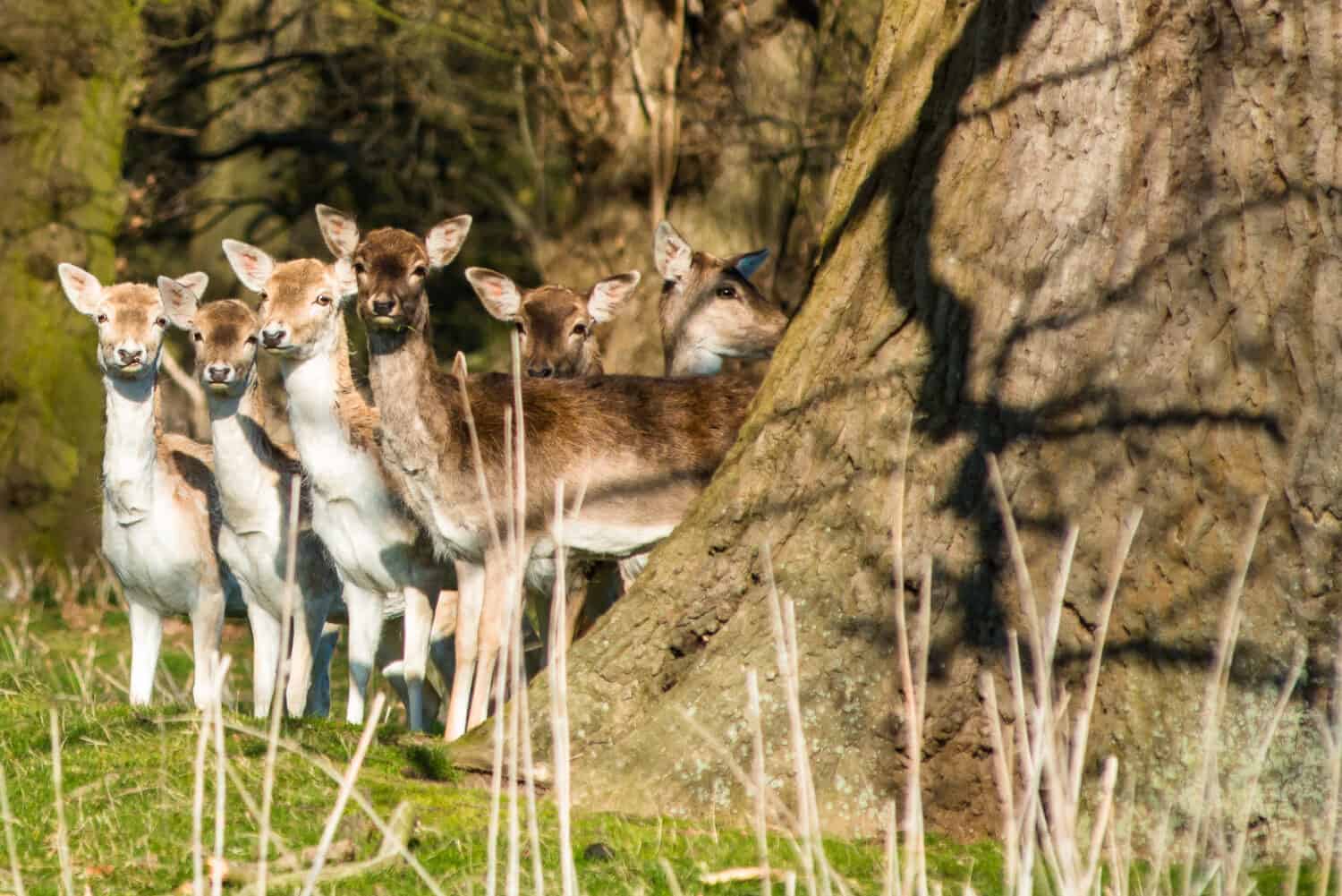 Fallow Deer (Dama dama) in the woods of Holkham park, Holkham hall in North Norfolk, East Anglia, England, UK.