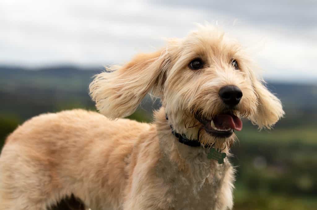 Photos of a blond cockapoo dog