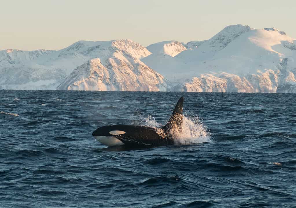 orca breaching northern norway / male killer whale in front of snowy mountains in fjord