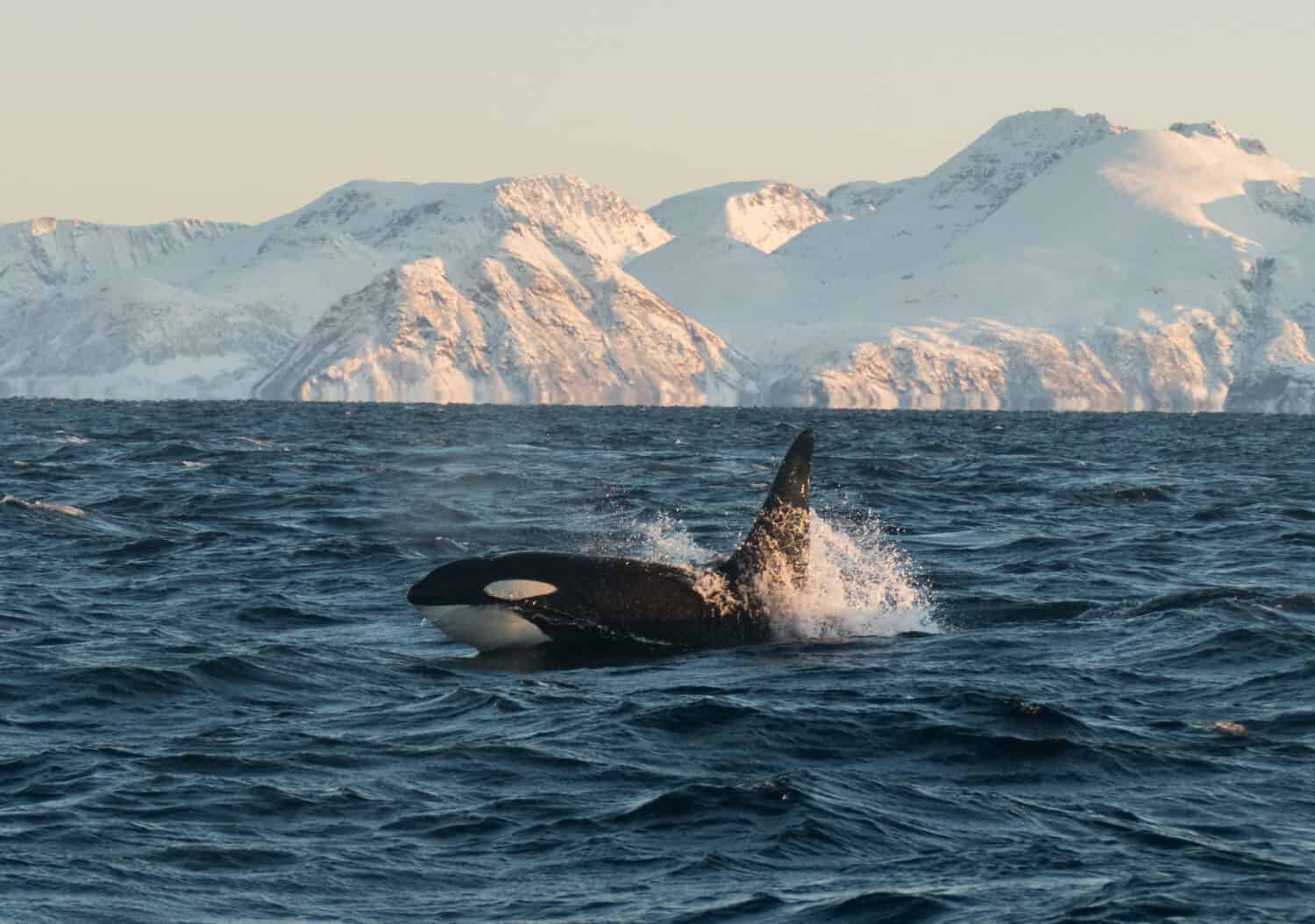 orca breaching northern norway / male killer whale in front of snowy mountains in fjord
