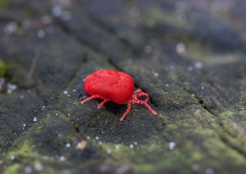 Small brightly coloured red mite, a Berry bug, on a dark background