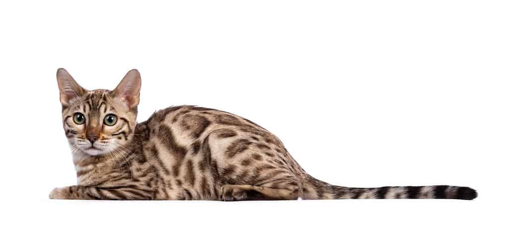 Young seal sepia snow bengal cat kitten, laying down side ways. Looking beside camera with greenish eyes. Isolated on white background. Long tail stretched behond body.