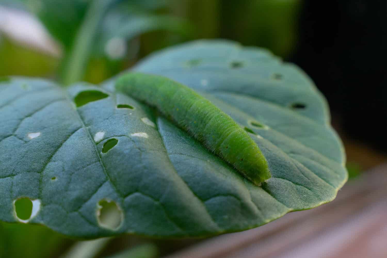 Cabbage worm caterpillar pest eating a spinach leaf