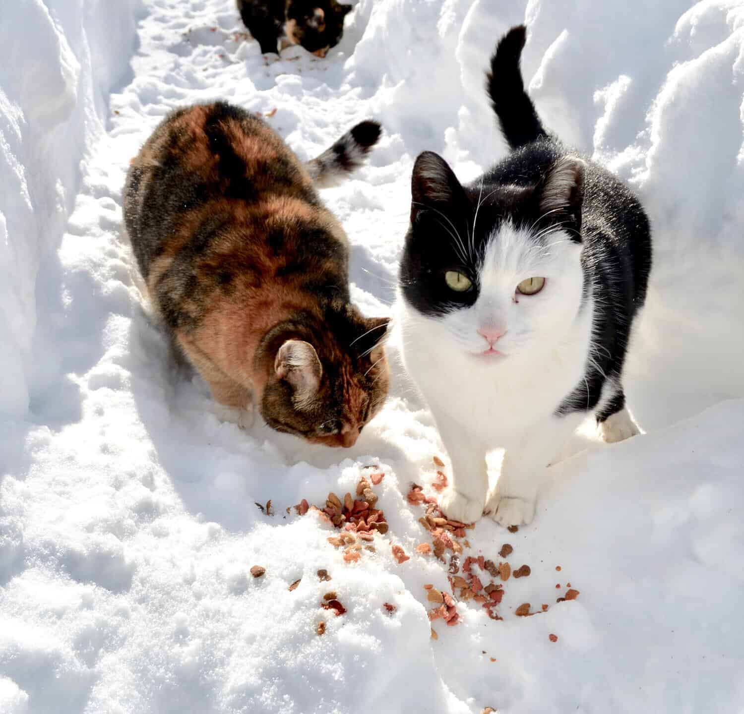 Feral cats being fed after a big snowstorm.