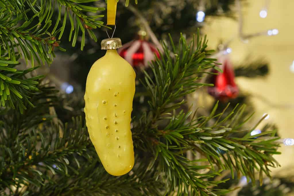 On Christmas morning, some American households look for the pickle ornament on their Christmas tree. The first to find it gets to open one of their presents first.