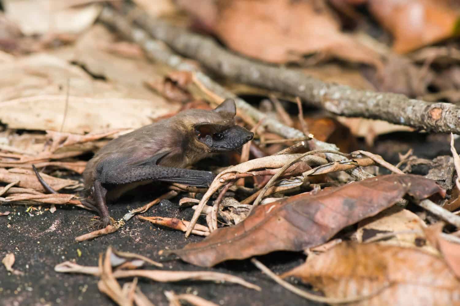 Brazilian free-tailed bat (Tadarida brasiliensis), Alta Floresta, Mato Grosso, Brazil