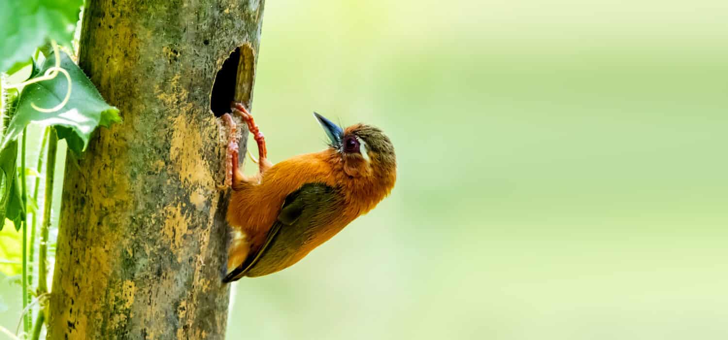 White-browed Piculet raises chicks in the nest